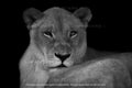 Queen of the Savannah