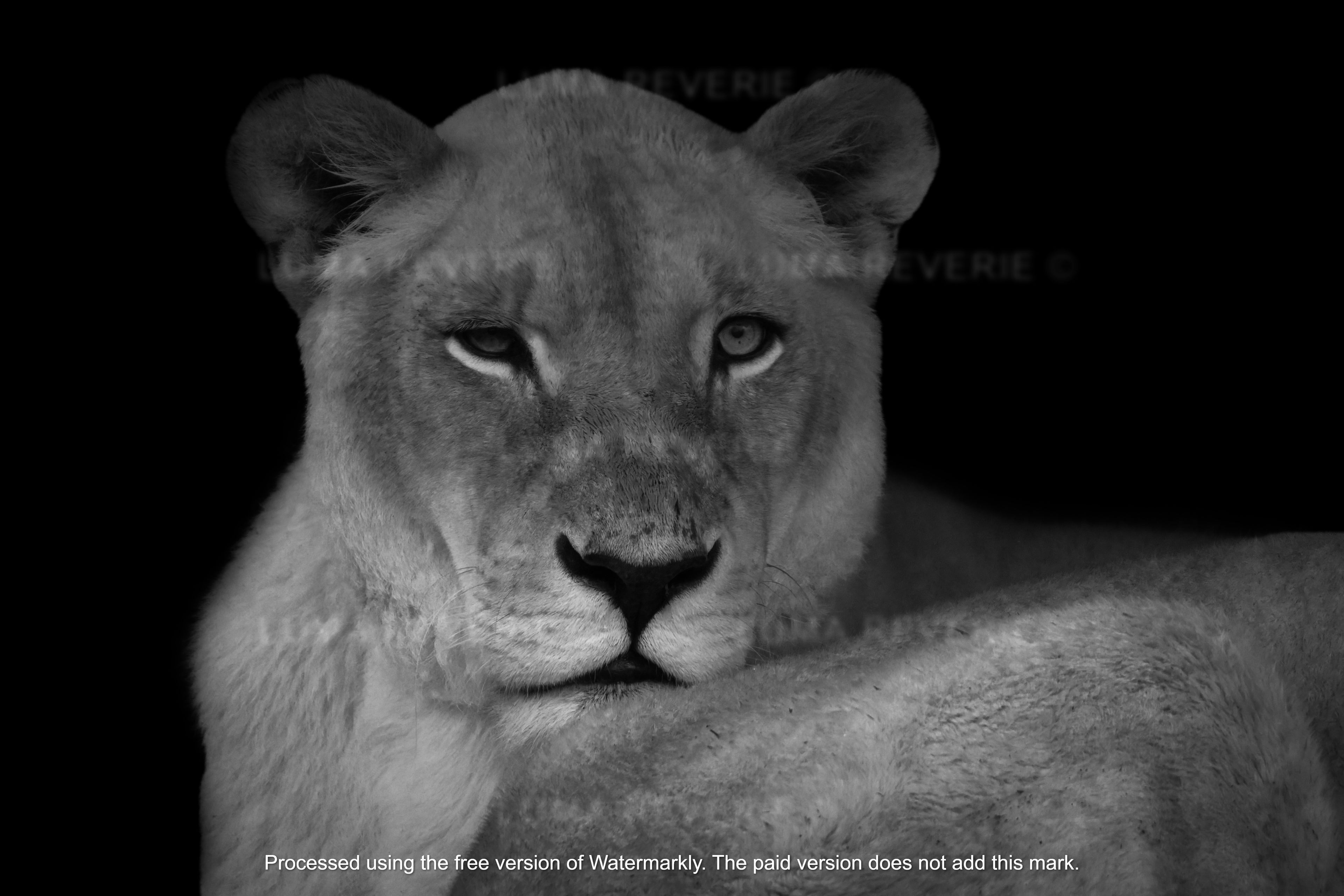 Queen of the Savannah