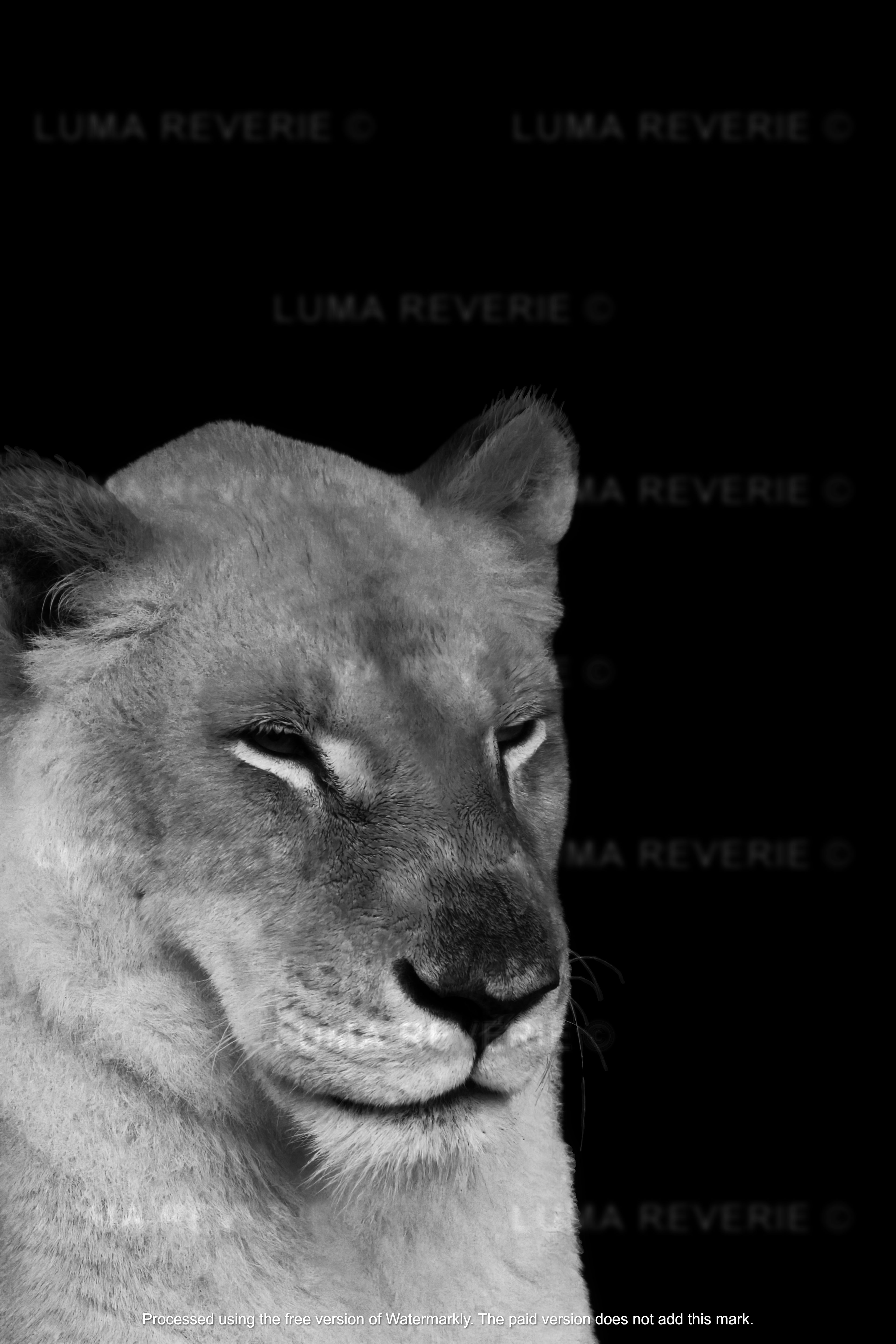 Queen of the Savannah II