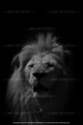 King of the Savannah II